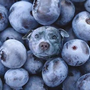 Meet your Posher, Dee